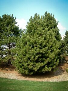 Сосна Чёрная (Pinus Nigra) купить по цене от 270.00р. в интернет-магазине «Посадика» с доставкой почтой в в Бологоее и по всей России – [изображение №1].