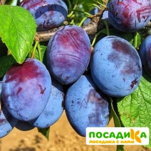 Слива Чачакская ранняя купить по цене от 229.00р. в интернет-магазине «Посадика» с доставкой почтой в в Бологоее и по всей России – [изображение №1].