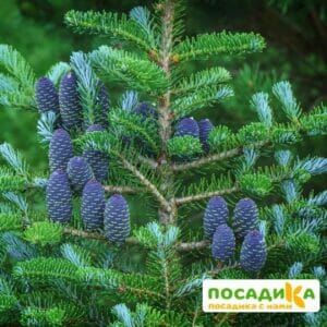 Пихта корейская (Abies koreana) купить по цене от 450.00р. в интернет-магазине «Посадика» с доставкой почтой в в Бологоее и по всей России – [изображение №1].