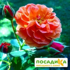 Роза Арабия купить по цене от 350.00р. в интернет-магазине «Посадика» с доставкой почтой в в Бологоее и по всей России – [изображение №1].