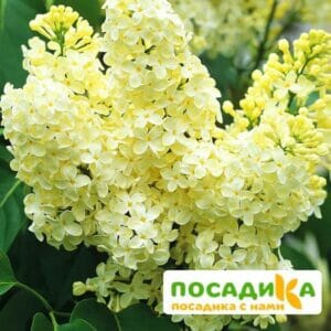 Сирень Примроуз (Primrose) купить по цене от 529.00р. в интернет-магазине «Посадика» с доставкой почтой в в Бологоее и по всей России – [изображение №1].