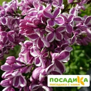 Сирень Сенсация купить по цене от 529.00р. в интернет-магазине «Посадика» с доставкой почтой в в Бологоее и по всей России – [изображение №1].