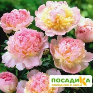 Пион Распберри Сандей (Paeonia Raspberry Sundae) купить по цене от 959р. в интернет-магазине «Посадика» с доставкой почтой в в Бологоее и по всей России – [изображение №1].