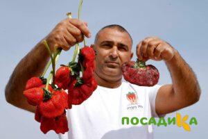 Клубника Гигант Джорнея купить по цене от 266р. в интернет-магазине «Посадика» с доставкой почтой в в Бологоее и по всей России – [изображение №1].