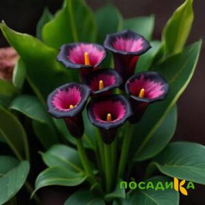 Калла Аура Лейс купить по цене от 400р. в интернет-магазине «Посадика» с доставкой почтой в в Бологоее и по всей России – [изображение №1].