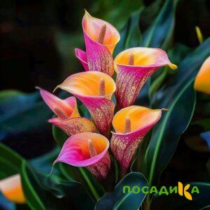 Калла Оникс купить по цене от 450р. в интернет-магазине «Посадика» с доставкой почтой в в Бологоее и по всей России – [изображение №1].