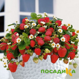 Клубника Рубиновый Шепот (горшечная) купить по цене от 240р. в интернет-магазине «Посадика» с доставкой почтой в в Бологоее и по всей России – [изображение №1].