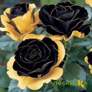 Роза Ханни Сикл купить по цене от 700р. в интернет-магазине «Посадика» с доставкой почтой в в Бологоее и по всей России – [изображение №1].