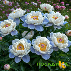 Пион акварельный Этюд купить по цене от 806р. в интернет-магазине «Посадика» с доставкой почтой в в Бологоее и по всей России – [изображение №1].