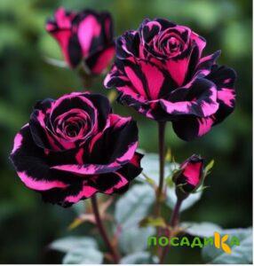 Роза Багровый Шепот купить по цене от 366р. в интернет-магазине «Посадика» с доставкой почтой в в Бологоее и по всей России – [изображение №1].