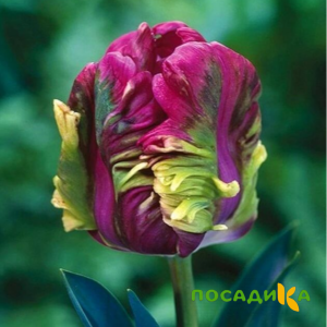 Тюльпан Экзотик Хэвен купить по цене от 186р. в интернет-магазине «Посадика» с доставкой почтой в в Бологоее и по всей России – [изображение №1].