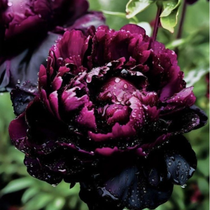 Пион Темный Сад купить по цене от 421р. в интернет-магазине «Посадика» с доставкой почтой в в Бологоее и по всей России – [изображение №1].