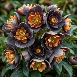 Морозник Блум Айс купить по цене от 499р. в интернет-магазине «Посадика» с доставкой почтой в в Бологоее и по всей России – [изображение №1].