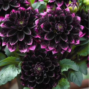 Георгин Лаванда Лейс купить по цене от 679р. в интернет-магазине «Посадика» с доставкой почтой в в Бологоее и по всей России – [изображение №1].